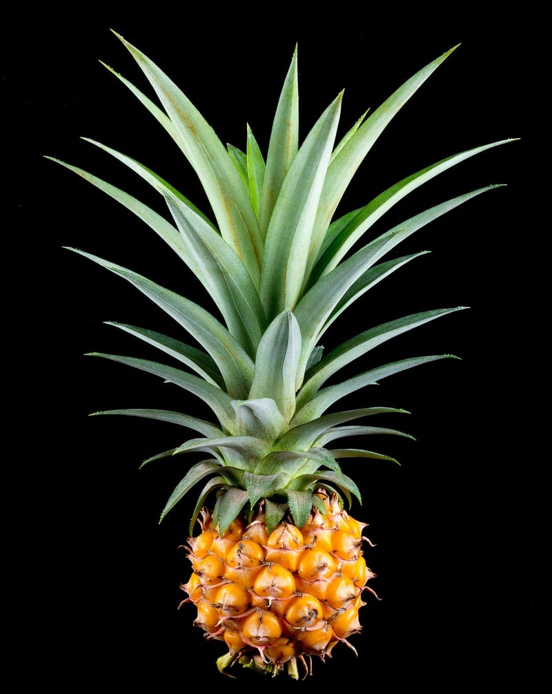 Pineapple Infusion
